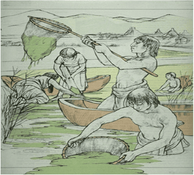 Illustration from March 1978 issue of Human Nature depicting Aztec people harvesting Spirulina from a lake in Mexico. The scene shows individuals in various stages of collection: one standing in a canoe scooping algae with a large net, another sifting Spirulina in a basket on the shore, and a third person kneeling by the water's edge gathering the algae onto a cloth. In the background, traditional Aztec structures are faintly visible, suggesting the historical and cultural context of the activity.